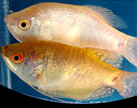 picture of Assorted Gourami Med                                                                                 Trichogaster trichopterus