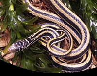 picture of Indonesian Gartersnake Med                                                                           Natrix vittata