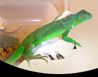 picture of Green Iguana B Grade Sml                                                                             Iguana iguana