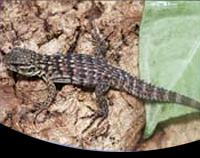 picture of Spiny-Tail Iguana Med                                                                                Ctenosaura acanthura