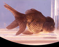 picture of Black Oranda Goldfish Med                                                                            Carassius auratus