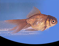 picture of Chocolate Oranda Goldfish Med                                                                        Carassius auratus