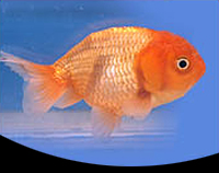 picture of Red Lionhead Goldfish Med                                                                            Carassius auratus