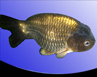 picture of Black Lionhead Goldfish Med                                                                          Carassius auratus