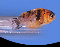 picture of Calico Lionhead Goldfish Med                                                                         Carassius auratus