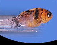 picture of Calico Lionhead Goldfish Reg                                                                         Carassius auratus