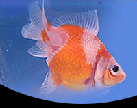 picture of Pearlscale Goldfish Med                                                                              Carassius auratus