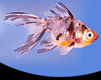 picture of Calico Ryukin Goldfish M/S                                                                           Carassius auratus