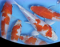 picture of Kohaku Koi 5-6