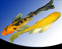 picture of Butterfly Koi 6-8