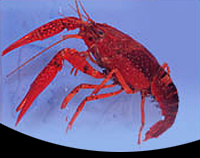 picture of Red Lobster Reg                                                                                      Procambarus clarkii