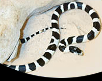 picture of Coastal California Kingsnake Sml                                                                     Lampropeltis getula splendida