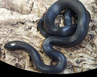 picture of Mexican Black Kingsnake Sml                                                                          Lampropeltis getula nigrita