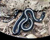 picture of Striped California Kingsnake Sml                                                                     Lampropeltis getula californiae