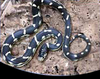 picture of Aberrant California Kingsnake Sml                                                                    Lampropeltis getula californiae