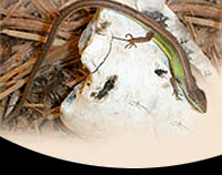 picture of Long-Tailed Grass Lizard Sml                                                                         Takydromus sexlineatus