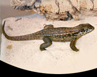 picture of Jewelled Curly Tail Lizard Med                                                                       Leiocephalus personatus