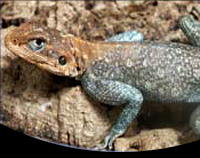 picture of Red Headed Agama B Grade Med                                                                         Agama agama