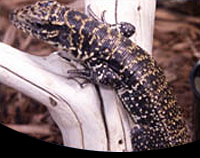 picture of Black & White Tegu Sml                                                                               Tupinambis teguixin