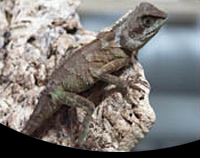 picture of Mountain Horned Dragon Med                                                                           Acanthosaura crucigera