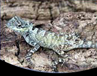 picture of Vietnamese Calote Lizard Med                                                                         Calotes versicolor