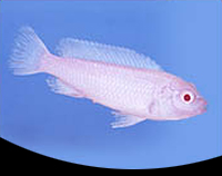 picture of Albino Socolofi Cichlid Med                                                                          Pseudotropheus socolofi 'Albino'