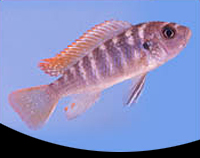 picture of Redtop Zebra Cichlid Reg                                                                             Maylandia zebra 'Redtop'