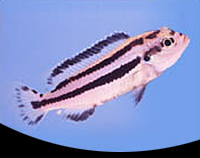 picture of Melanochromis Parallelus Cichlid Reg                                                                 Melanochromis parallelus