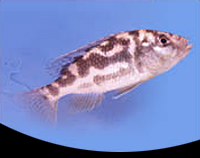picture of Venustus Cichlid Lrg                                                                                 Nimbochromis venustus