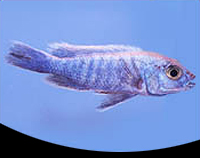 picture of Electric Blue Ahli Cichlid Reg                                                                       Sciaenochromis ahli