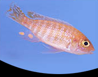 picture of Gold Aulonocara Peacock Cichlid Reg                                                                  Aulonocara sp. 'Gold'