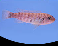 picture of Labeotropheus Trewavasae Cichlid Reg                                                                 Labeotropheus trewavasae