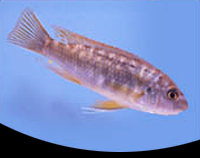 picture of Fuelleborni Cichlid Reg                                                                              Labeotropheus fuelleborni