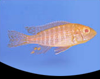 picture of Albino Peacock Cichlid Reg                                                                           Aulonocara sp. 'Albino'