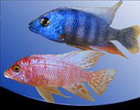 picture of Assorted Aulonocara Peacock Cichlid Reg                                                              Aulonocara spp.