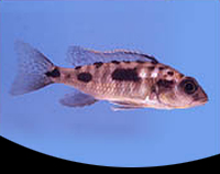 picture of Otopharynx Lithobates Cichlid Reg                                                                    Otopharynx lithobates