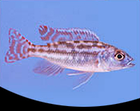 picture of Fuscotaeniatus Cichlid Reg                                                                           Nimbochromis fuscotaenieatus