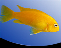 picture of Pseudotopheus Msobo Cichlid Reg                                                                      Pseudotropheus 'Msobo'