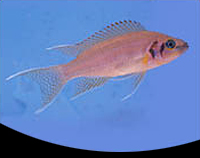 picture of Daffodil Neolamprologus Brichardi Cichlid Reg                                                        Neolamprologus pulcher