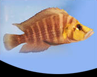 picture of Gold Head Altolamprologus Calvus Cichlid Reg                                                         Altolamprologus compressiceps