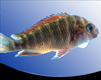 picture of Moliro Red Band Troph Moorii Cichlid Lrg                                                             Tropheus moorii var. Moliro 'Red Band'