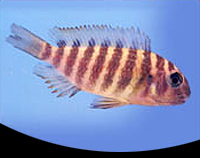 picture of Kiriza Kaiser Tropheus Moorii Cichlid Med                                                            Tropheus moorii