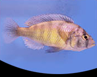 picture of Haplochromis Obliquidens Cichlid Med                                                                 Haplochromis obliquidens