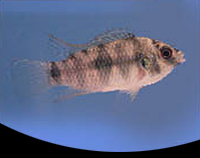 picture of Dwarf Pelmatochromis Thomasi Cichlid Reg                                                             Pelmatochromis thomasi