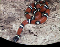 picture of Sinaloan Milksnake Sml                                                                               Lampropeltis triangulum sinaloae