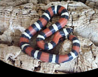 picture of Pueblan Milksnake Sml                                                                                Lampropeltis triangulum campbelli