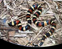 picture of Apricot Pueblan Milksnake Sml                                                                        Lampropeltis triangulum campbelli