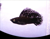picture of Marble Sailfin Molly Pair Med                                                                        Poecilia velifera