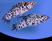 picture of Dalmatian Sailfin Molly Pair Med                                                                     Poecilia velifera