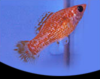 picture of Red Sunset Molly Reg                                                                                 Poecilia latipinna